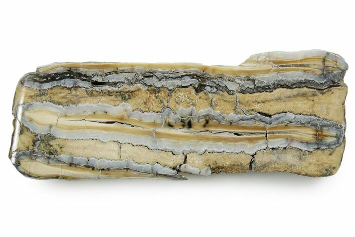 Polished Mammoth Molar Slice - South Carolina #353546